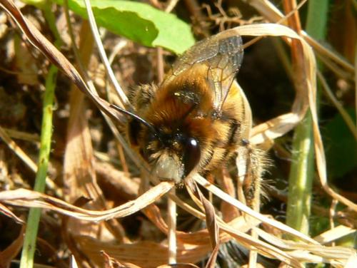 Anthophora plagiata